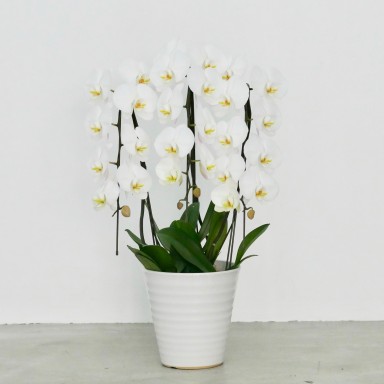 すべての美しい花の画像 50 胡蝶蘭 葉 変色