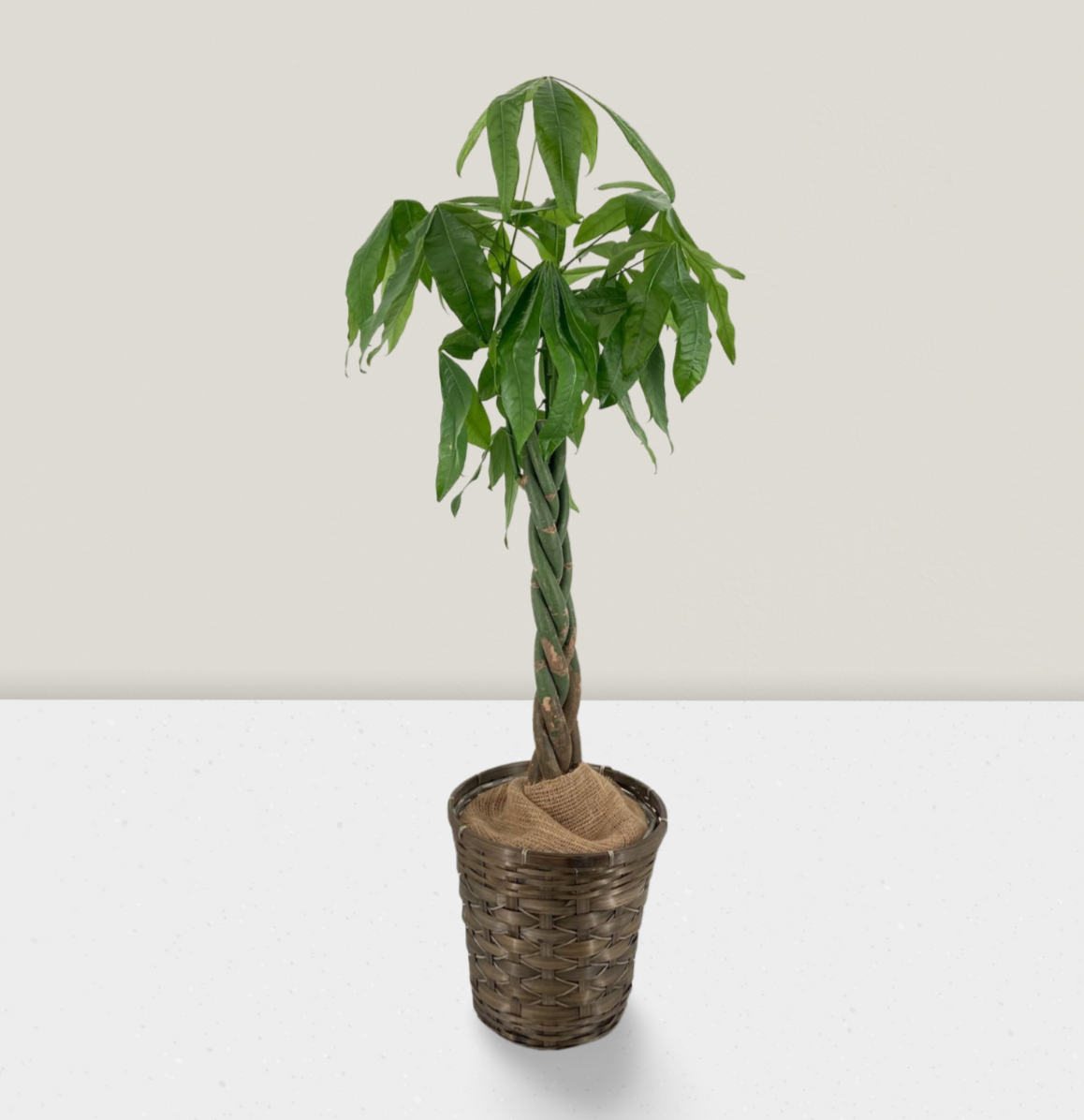 観葉植物 約80cm 羽状葉 緑 パキラMサイズ バスケットA 200（カラー：グリーン）｜「商売
