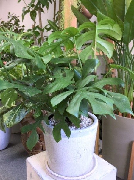 開店祝いに贈る観葉植物の選び方 送料無料のおすすめショップは With Hana グリーンロード運営 開店祝いに贈る観葉植物の選び方 送料無料のおすすめショップは With Hana グリーンロード運営