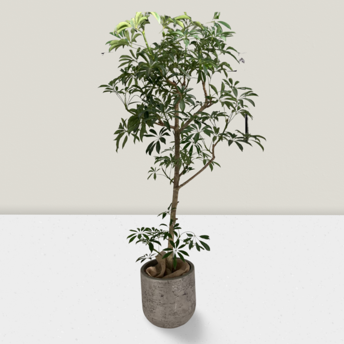 観葉植物　ヤドリフカノキ　シェフレラ　宮古島　取りに来られる方のみ 観葉植物 ヤドリフカノキ シェフレラ 宮古島 取りに来られる方