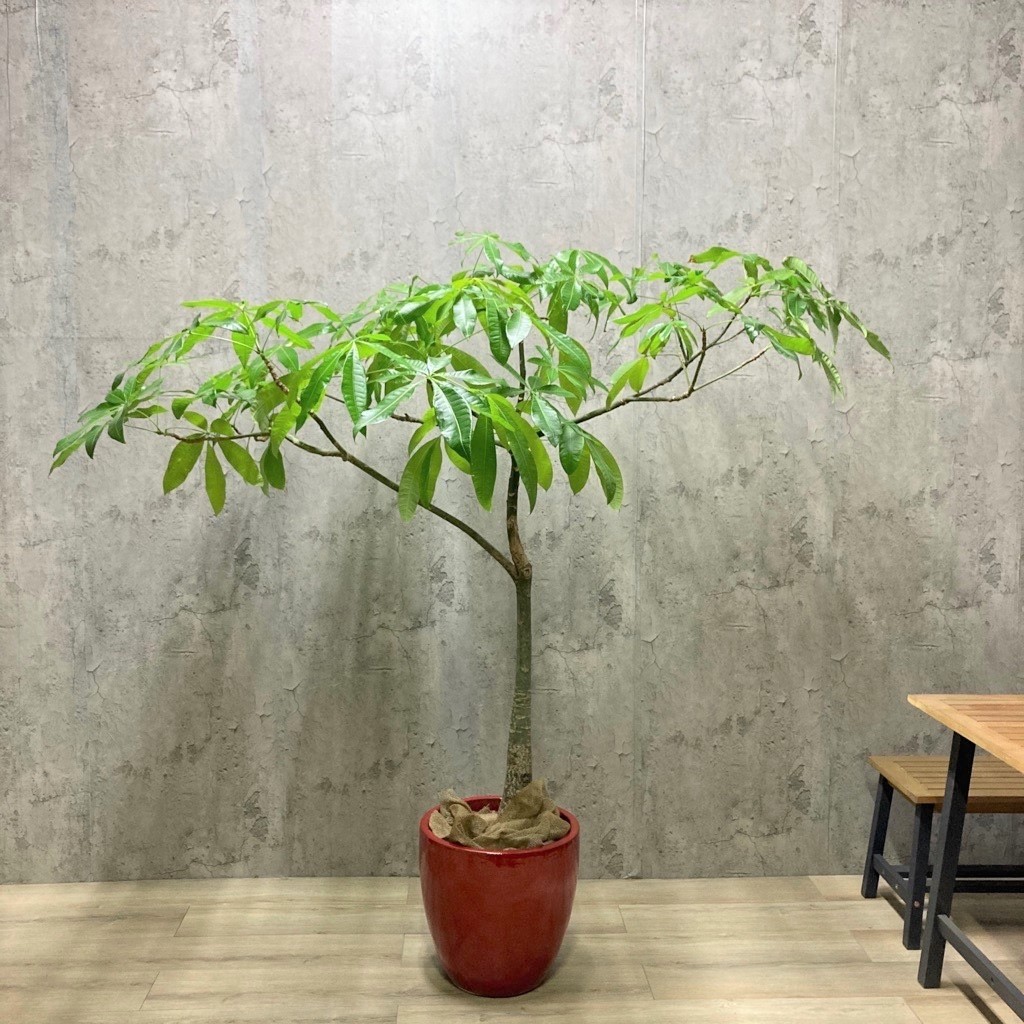 パキラｌサイズ 赤陶器付き G1 062 傘のような珍しい樹形 現品限り With Hana グリーンロード運営