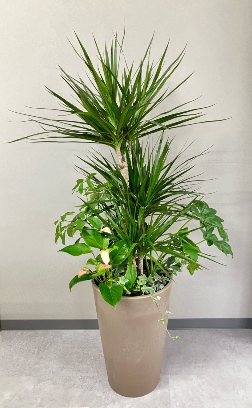 観葉植物Mサイズ寄せ植え KY-1000（カラー：グリーン）｜ ｜with Hana