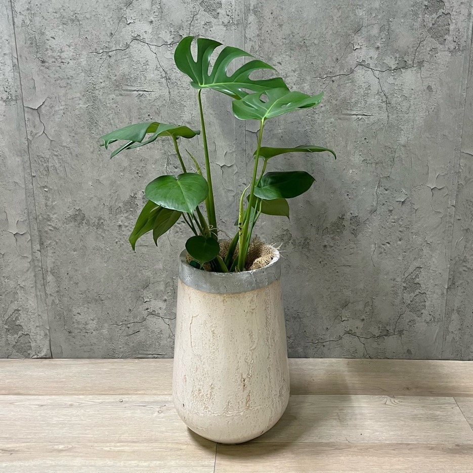 モンステラmサイズ 縦長陶器付き G1 081 個性的な葉が魅力 With Hana グリーンロード運営