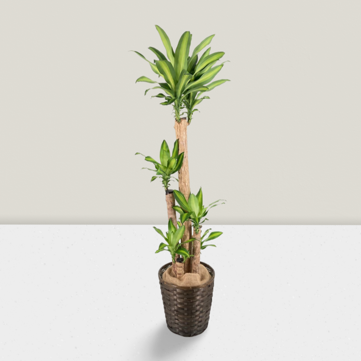 tY78HxsgVN8fnTQdO7aI32sZKT87o4