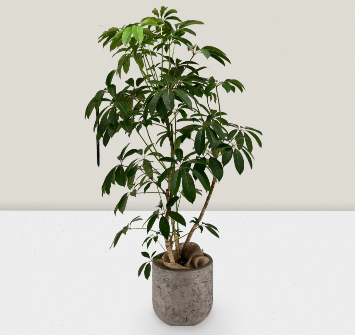 【観葉植物】ツピタンサス ツピタンサスLサイズ グレー陶器付き 210（カラー：グリーン）｜掌を