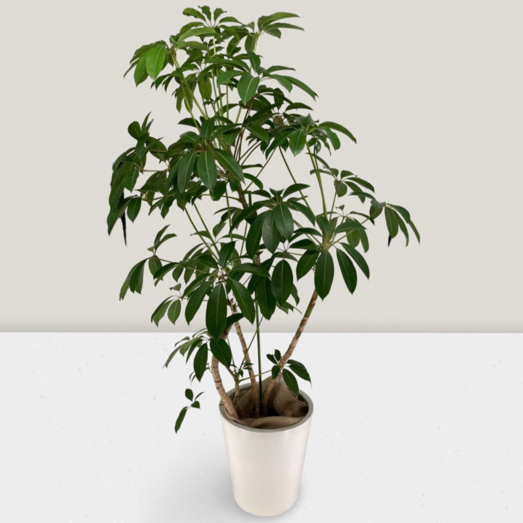 ツピタンサスLサイズ 白陶器付き 209（カラー：グリーン）｜掌