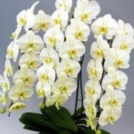 【子株3つ付き・大株】胡蝶蘭 原種 フィリピネンシス 希少なイエローリップ imgrc0104537759.jpg