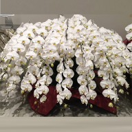 最終価格です　胡蝶蘭　生花　ロング 胡蝶蘭20本立 240輪以上 W‐010（カラー：ホワイト）｜【最高級