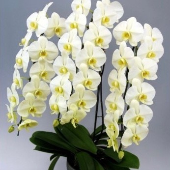 張昆　黄花　油彩4号真作定価15万円ぐらい最終値下げサイン3あり状態いい 張昆 黄花 油彩4号真作定価15万円ぐらい最終値下げサイン3あり
