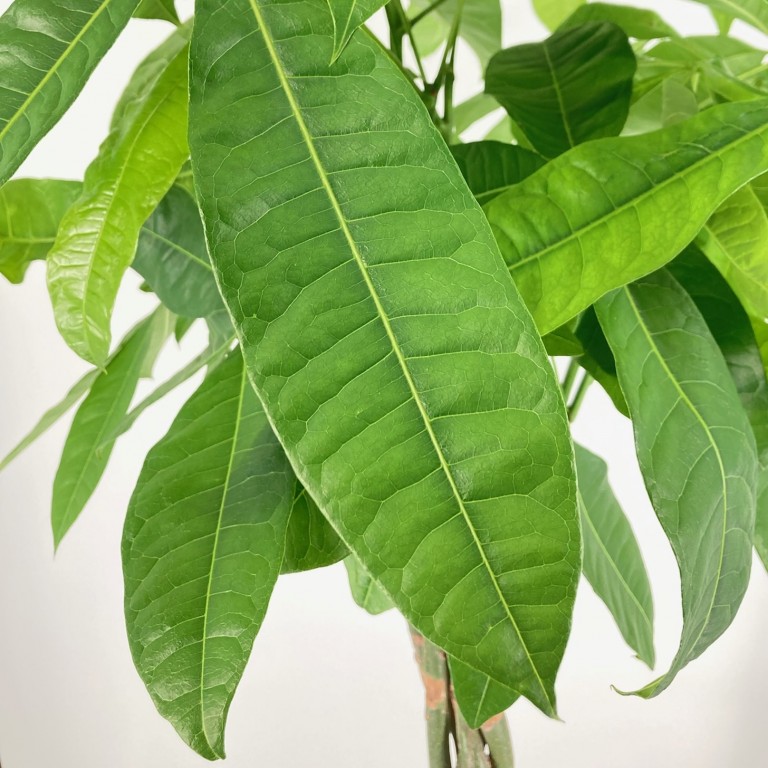 確認用　パキラ 観葉植物 緑色の葉 楽天市場】観葉植物 パキラ M 7号鉢 植物 7号 インテリア 室内