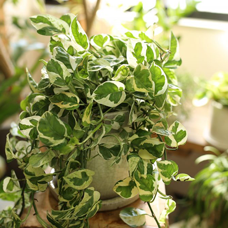 ポトス エンジョイ 卓上用 G 025 カラー グリーン 形が崩れず育てやすい ハート形の葉と縁取りが美しい With Hana グリーンロード運営