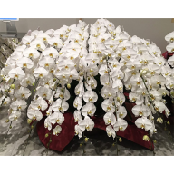 最終価格です　胡蝶蘭　生花　ロング 胡蝶蘭20本立 240輪以上 W‐010（カラー：ホワイト）｜【最高級