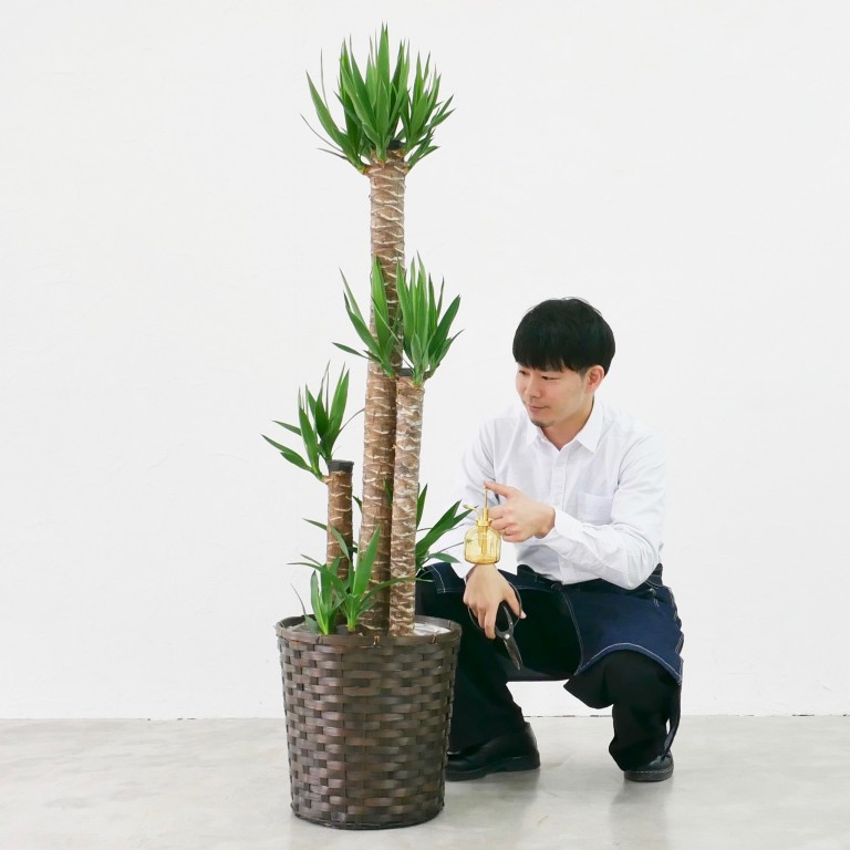 ユッカlサイズ バスケット G 023 カラー グリーン 成長 発展 を表す木とされ 冬場の贈り物としても人気 With Hana グリーンロード運営