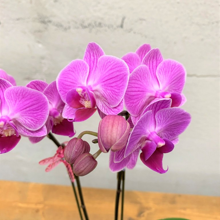 Amazon | 花の月間カレンダー - Bloomy Flowers 卓上カレンダー