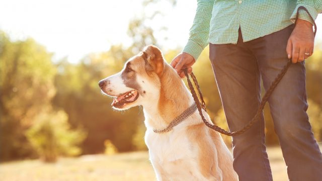 「ペットの世話」は若返りの方法の一つ