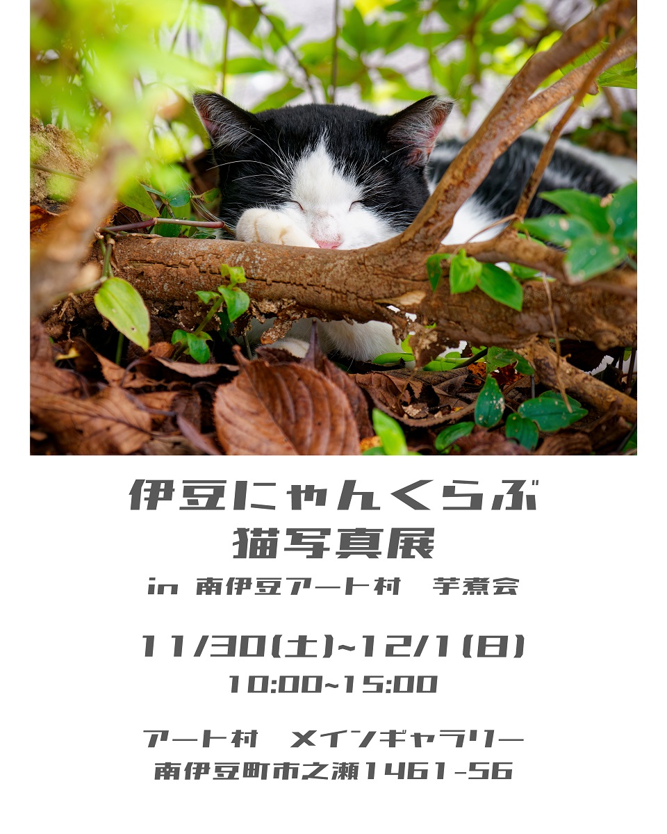 12 8、2024年産、黒松種、静岡県産、1000個以上 2024年12月版】静岡県