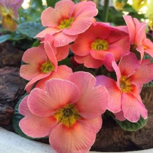 1452938413964_thum_1452938411086_thum_tmp