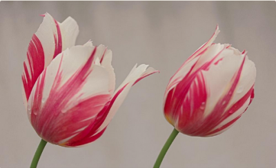 スクリーンショット 2016-04-19 13.15.45