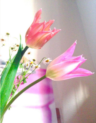 スクリーンショット 2016-04-19 13.33.29