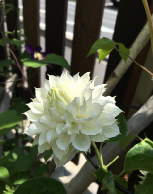 スクリーンショット 2016-05-10 5.54.42