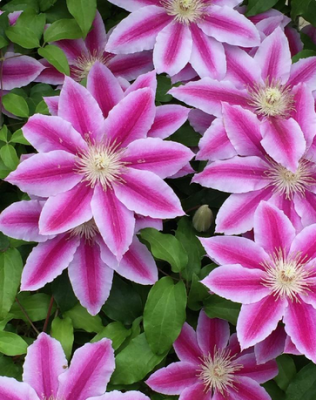 スクリーンショット 2016-05-10 5.58.27