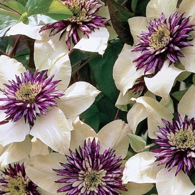 和柄のグラデーションが涼しげ 日本の初夏にお似合いの クレマチス Greensnap グリーンスナップ