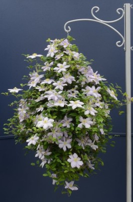 d764f28a068c203a84e7e5e6736b68ab