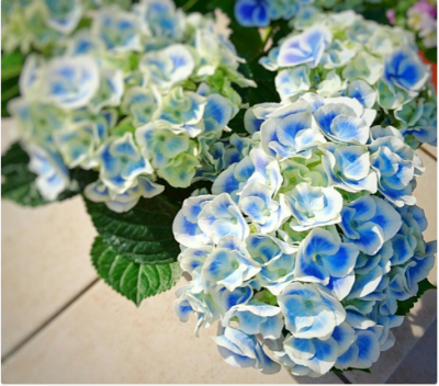 スクリーンショット 2016-05-11 12.45.26