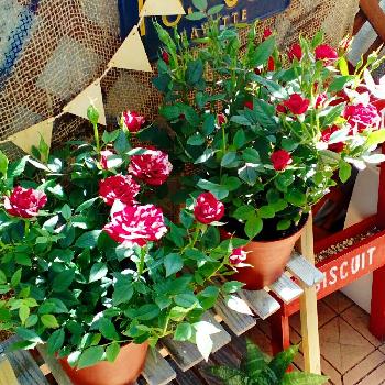 1462167433598_thum_1462167433134_thum_sample