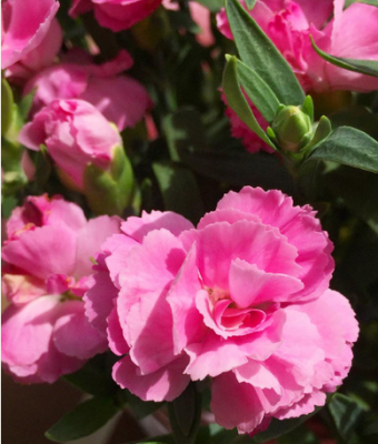 スクリーンショット 2016-05-11 13.32.14