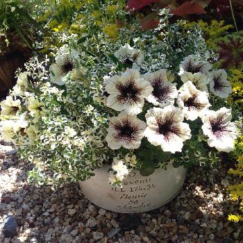 1463053049747_thum_1463053049266_thum_tmp