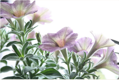 スクリーンショット 2016-05-13 7.01.59