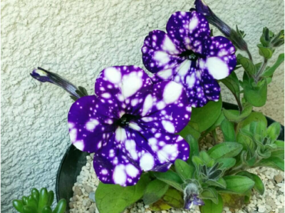 スクリーンショット 2016-05-13 7.07.08