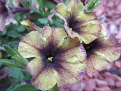 スクリーンショット 2016-05-13 10.14.46