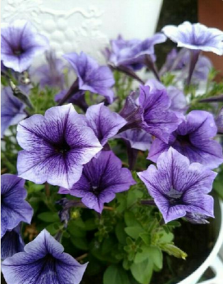 スクリーンショット 2016-05-13 10.17.12