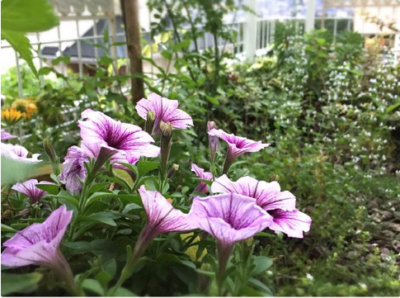 スクリーンショット 2016-05-17 10.41.29