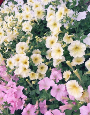 スクリーンショット 2016-05-17 10.54.58