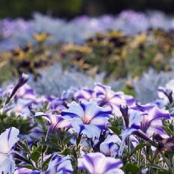 1440227079517_thum_1440227078857_thum_tmp