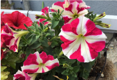 スクリーンショット 2016-05-17 11.29.33