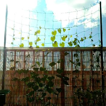 1448402995231_thum_1448402994221_thum_sample