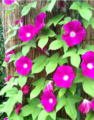 スクリーンショット 2016-05-24 14.18.39