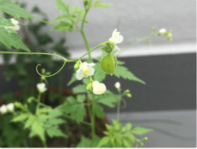 スクリーンショット 2016-05-24 16.04.23