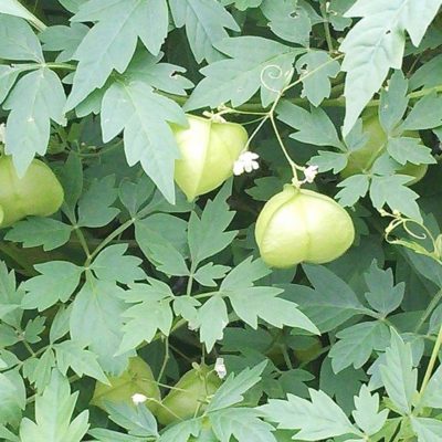 97a01763f5302774427cf93325877df4