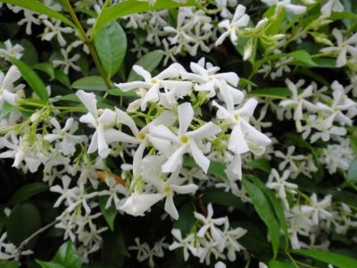 7956247383a208939e94a1b434e4f4de