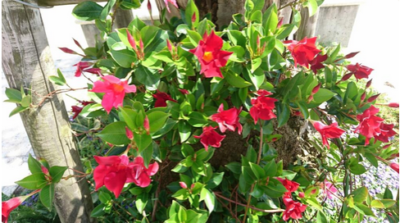 スクリーンショット 2016-05-24 19.30.16