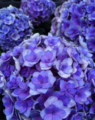 スクリーンショット 2016-06-06 6.24.15