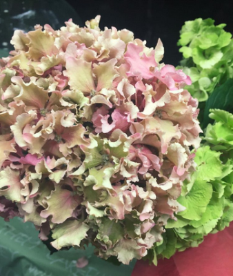 スクリーンショット 2016-06-06 6.27.18