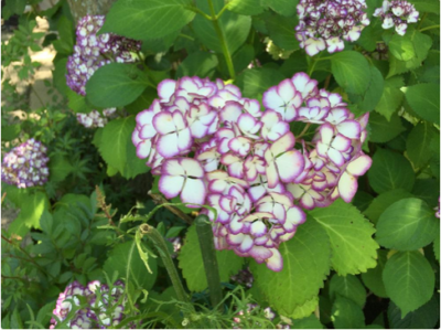 スクリーンショット 2016-06-06 6.30.13