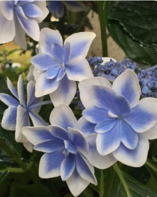 スクリーンショット 2016-06-06 6.31.22