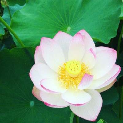 凛としていて神秘的な夏の花。蓮を愛でに「観蓮会」へ出かけてきました